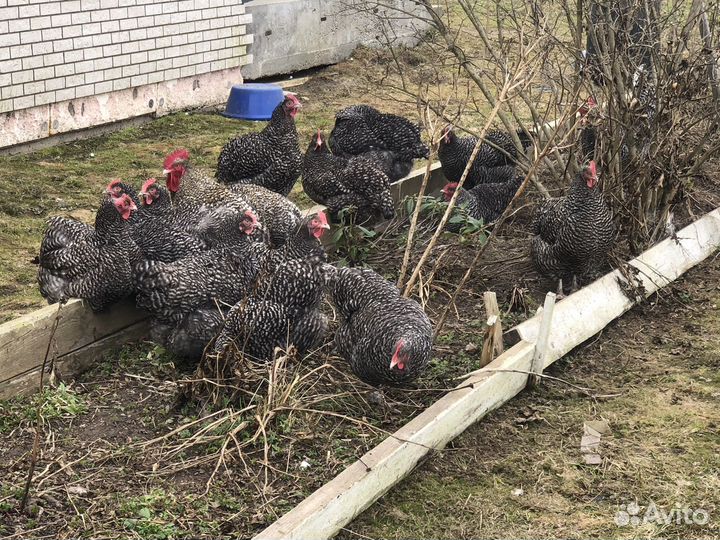 Семья Мехеленской Кукушки