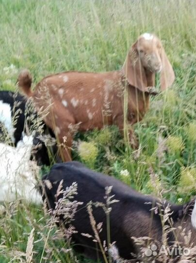 Нубийский козел вязка