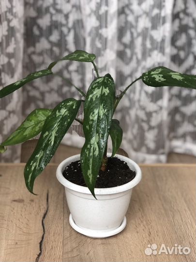 Комнатные цветы