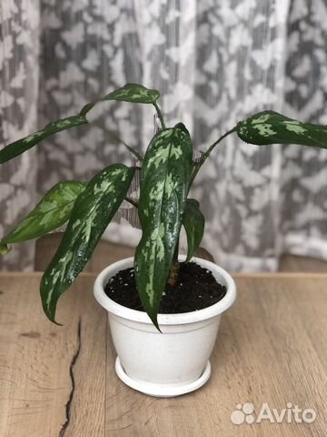 Комнатные цветы