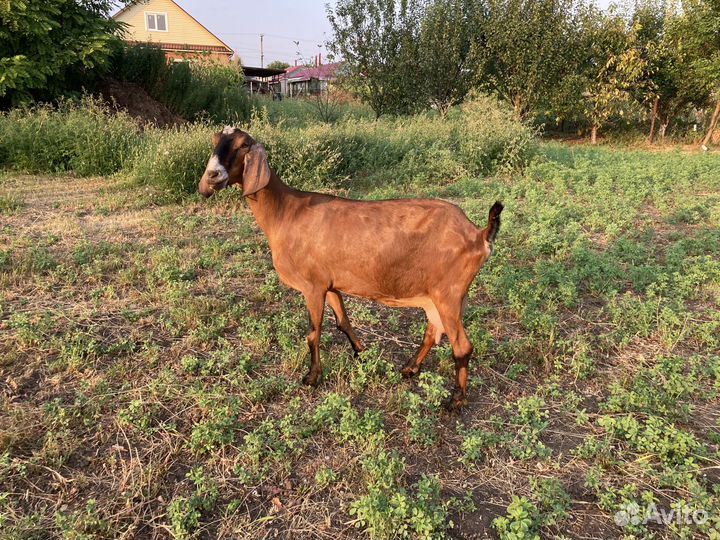 Дойные козы