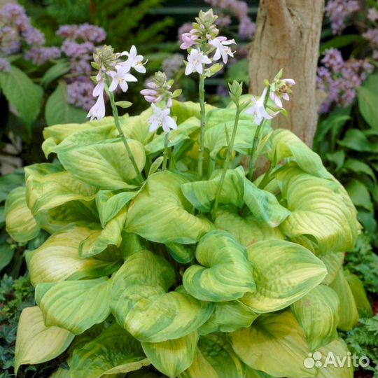 Хосты Гуакамоле