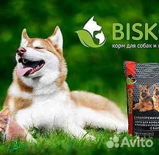 Корм для собак биско