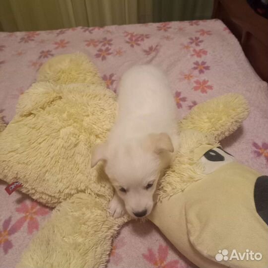 Собака в добрые руки щенок