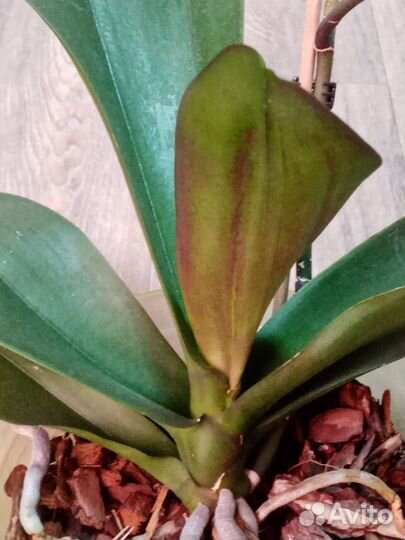 Орхидея фаленопсис