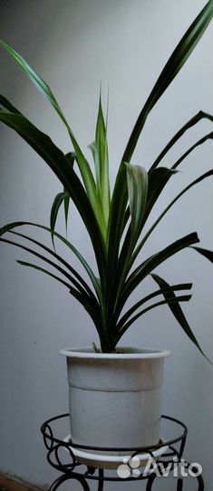 Панданус цветок