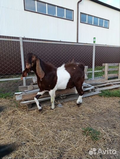 Козел камори, козлята нубо-камори