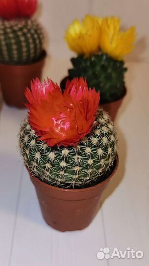 Кактус микс