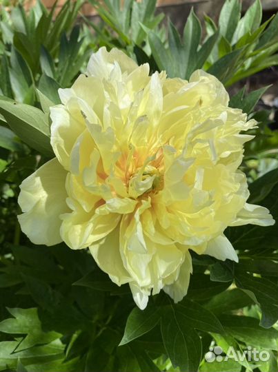 Пион Бартзелла