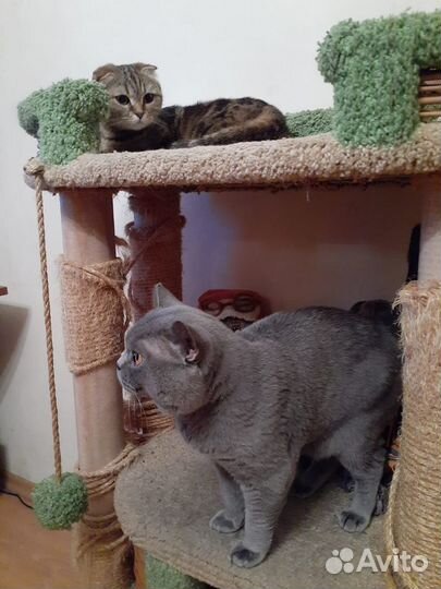 Британский кот на вязку