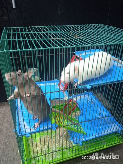 Крысы дамбо девочки