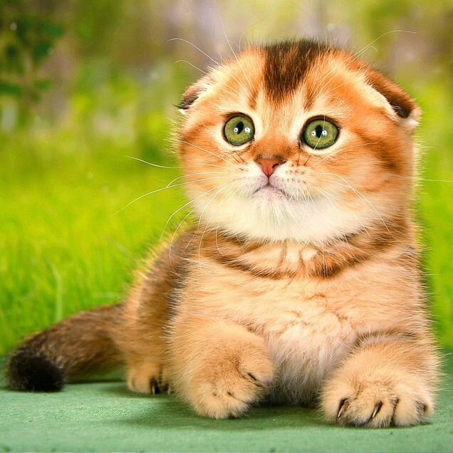 Шотландский вислоухий короткошёрстный котёнок
