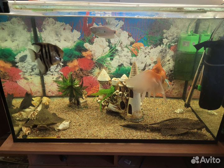 Аквариум