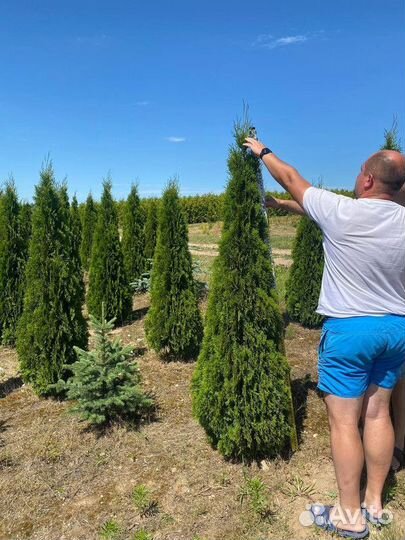 Туя Смарагд / Сирень / Черемуха