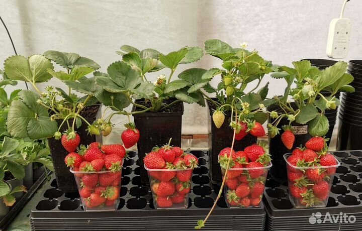Рассада (саженцы) клубники (земляники садовой)
