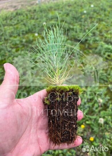 Голубая ель зкс сеянцы