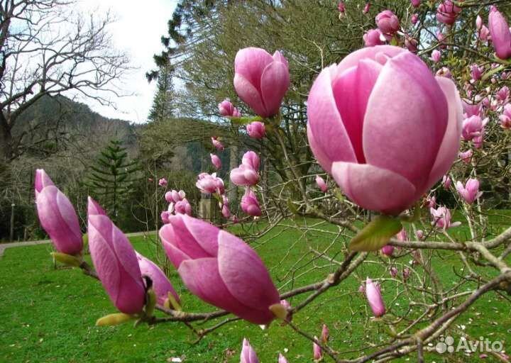 Саженцы Магнолия Суланжа