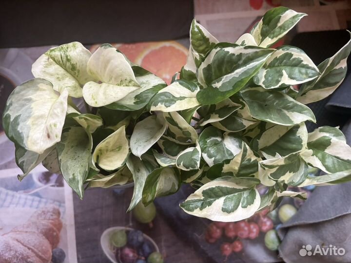 Сциндапсус эпипремнум н джой хеппи лиф