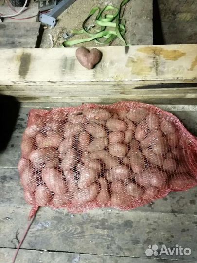 Картофель