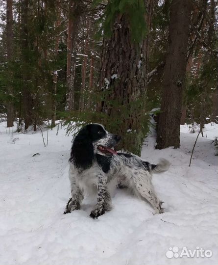 Русский охотничий спаниель вязка