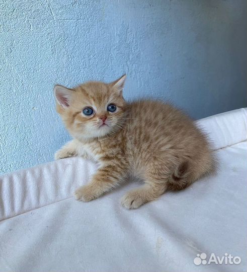 Британский красавец