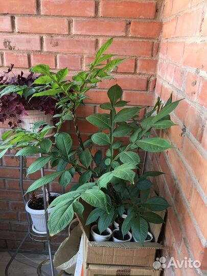 Пальма аморфофаллус