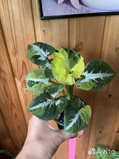 Сингониум Вандалина яичница