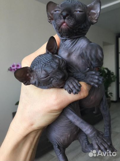 Канадский сфинкс