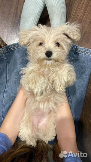 Мальтипу мини