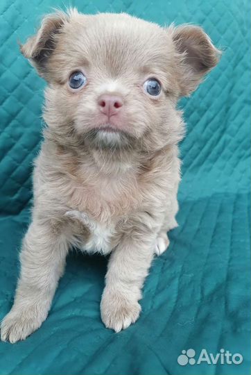 Мини Голубаш