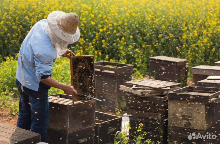 Мед натуральный с Алтая опт
