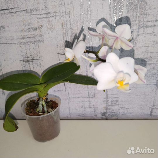 Фаленопсис мини