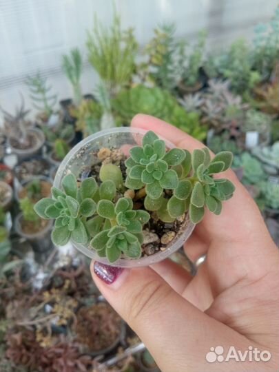 Эониум, аихризон суккуленты