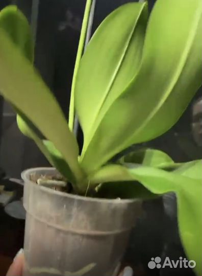 Орхидея фаленопсис маракеш/танго бабочка