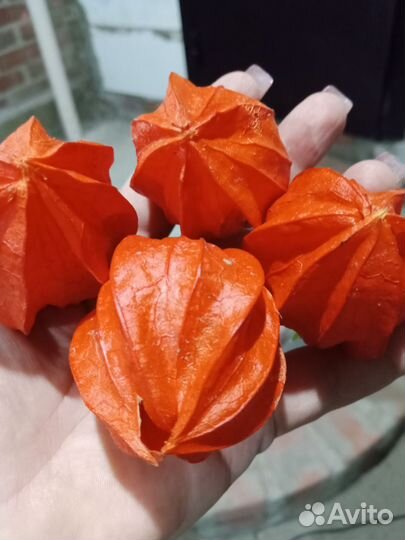 Физалис китайские фонарики