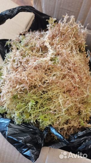 Мох сфагнум свежий для растений и ягель живой