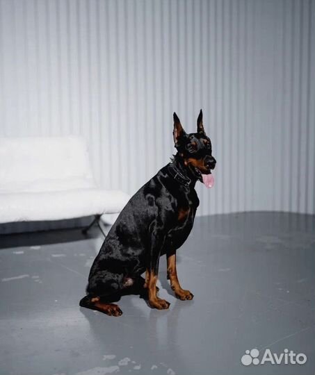 Доберман для фотосессий, съёмок