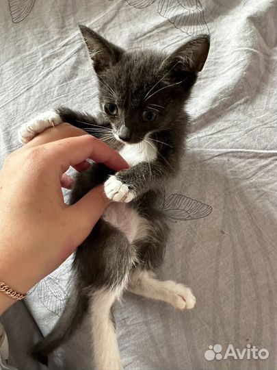 Котенок девочка, бесплатно