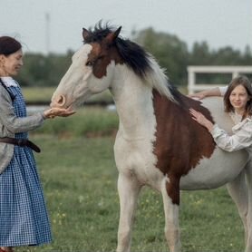 Голубоглазая упряжная детская лошадь