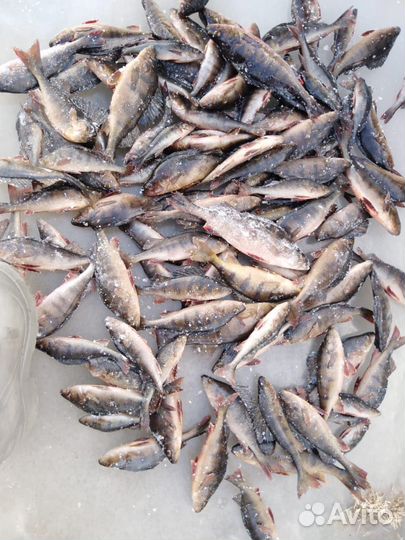 Рыба,печень