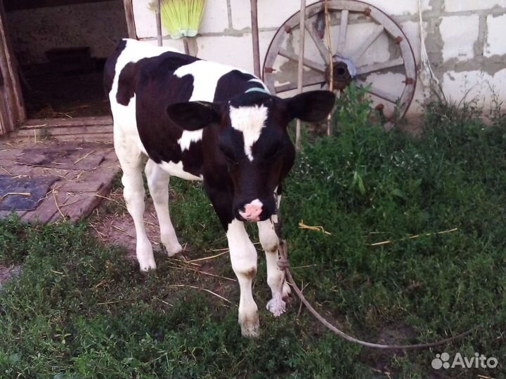 Телка телочка