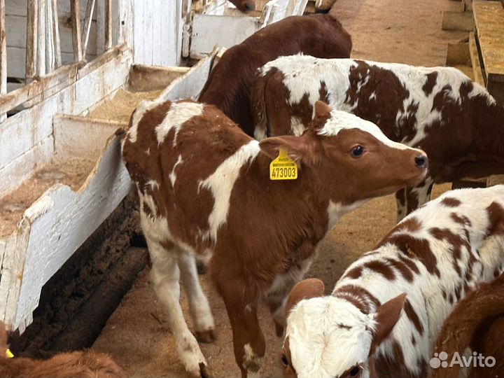 Телята бычки на откорм,бесплатная доставка