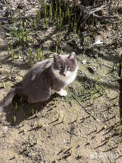 Кошечке нужен дом