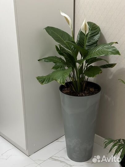 Спатифиллум