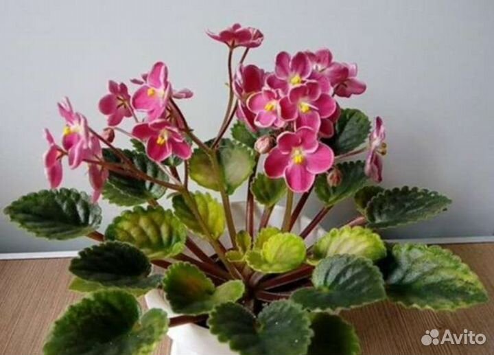 Фиалка Mac's scorching sun