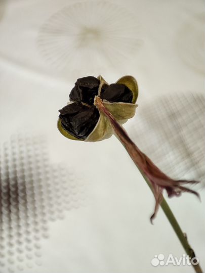 Зефирантес, семена