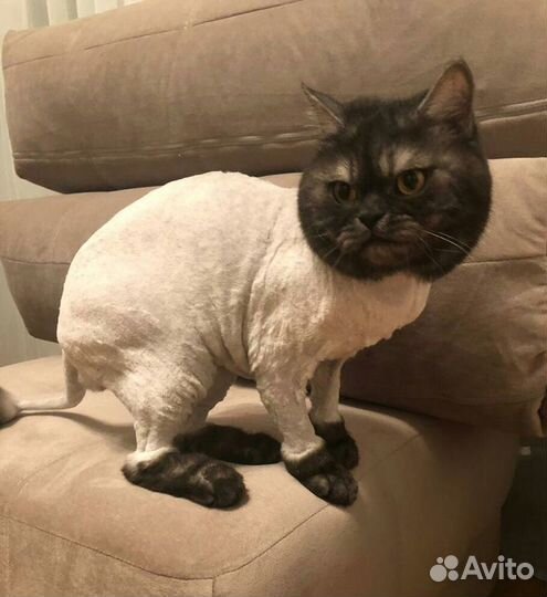 Груминг, стрижка собак и кошек