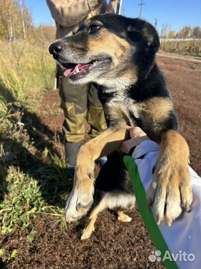 Собака в добрые руки