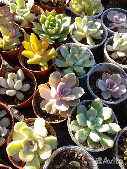 Суккуленты