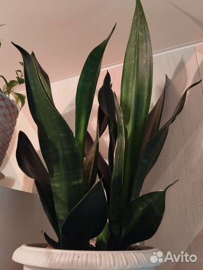Сансевиерия Блек Даймонд и Ханни